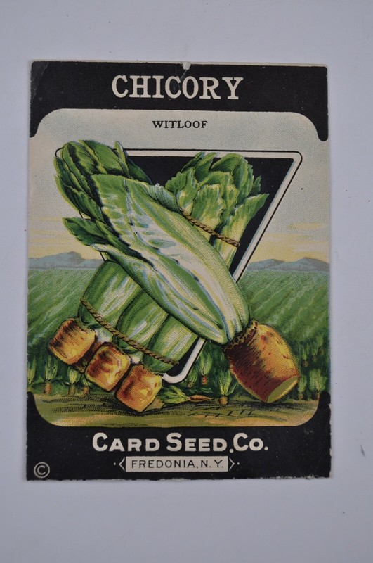 Vintage Seed Packet Chicory Witloof Card Seed Co. Fredonia NY Litho