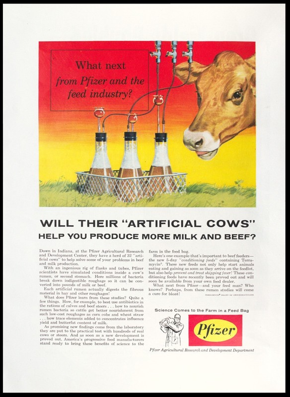 1957 PFIZER Artificial Cows for More Milk and Beef Science to Farm Vtg PRINT AD