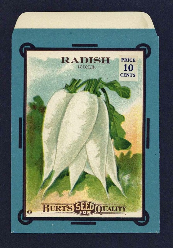 1910’s BURT’S RADISH ICICLE LITHO SEED PACKET ~RARE~10 CENTS