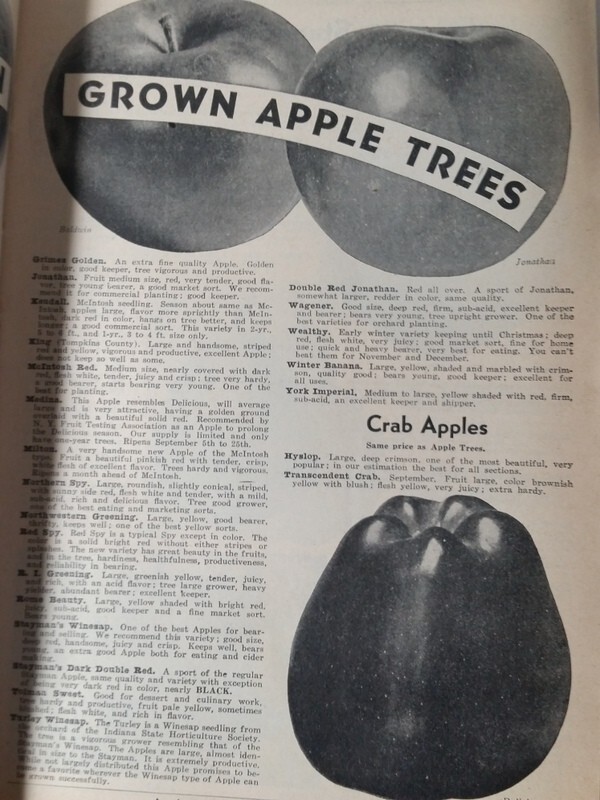 1939 Allen's Nurseries and Seed House Catalog Geneva OH Ohio Hale-Haven Peach gallery