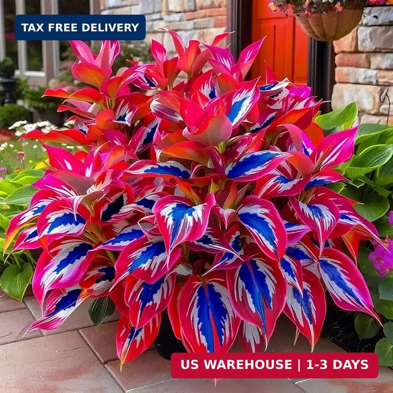 Hosta Seeds for Garden, 200 Pieces Perennial Shade Plants, Mixed Varieties