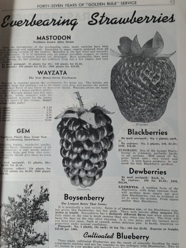 1940 Allen's Nurseries and Seed House Catalog Geneva, Ohio Golden Jubilee Peach gallery