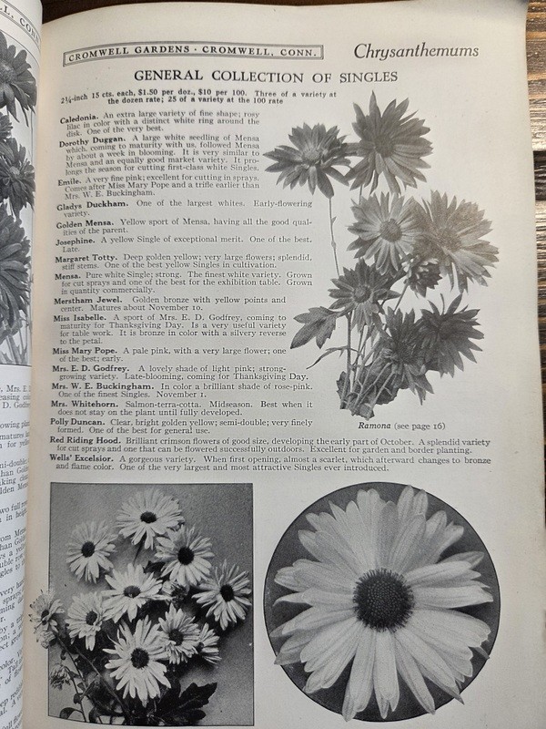 1917 Cromwell CT Gardens Catalog Trees Shrubs Roses Plants Garden & Greenhouse gallery