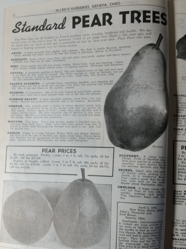 1940 Allen's Nurseries and Seed House Catalog Geneva, Ohio Golden Jubilee Peach gallery