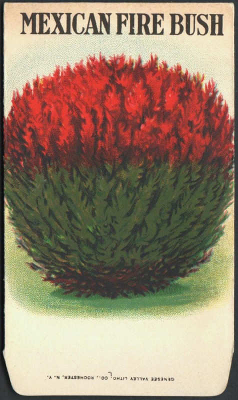 *Vintage* MEXICAN FIRE BUSH Flower Seed Packet GENESEE VALLEY LITHO 1930s RARE