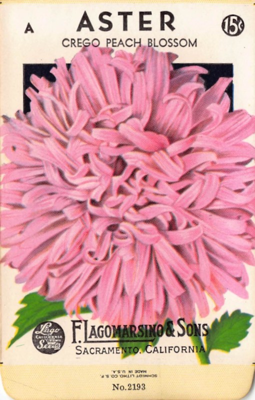 Vintage Seed Packet: Pink ASTER, Lagomarsino & Sons, Sacramento, 1940’s