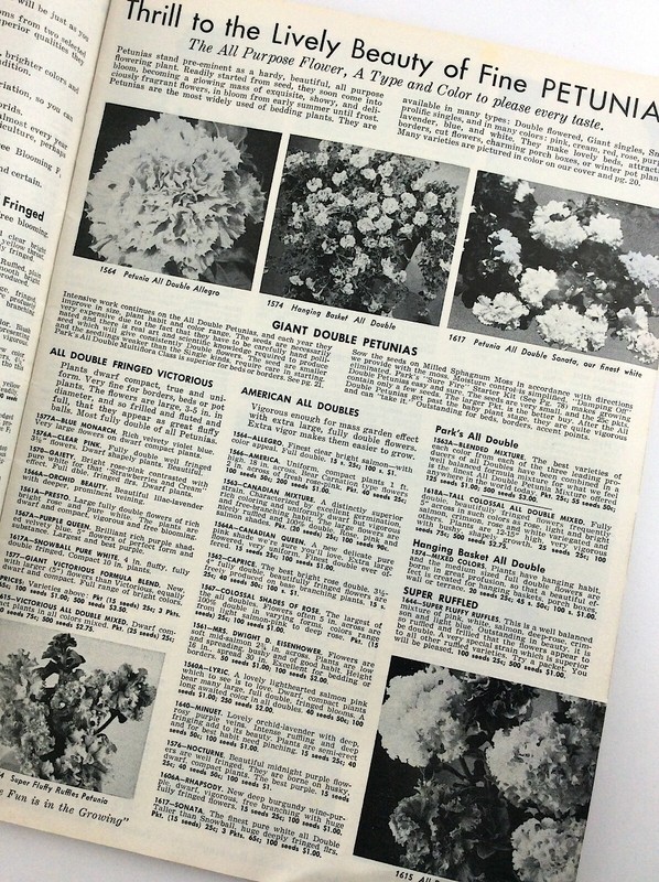 Parks Flower Book 1962 Greenwood South Carolina Garden Seed Catalog Q364 gallery