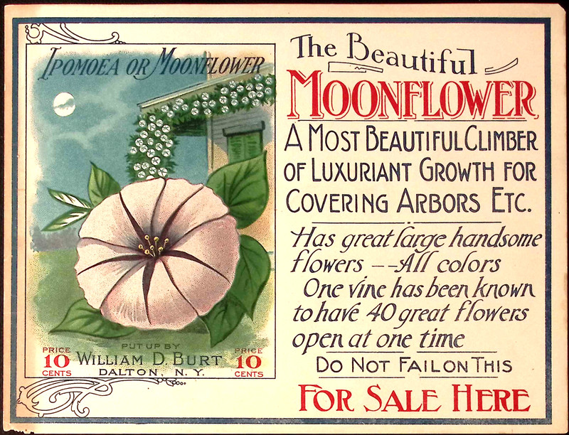 1910s William D Burt DALTON NY Moonflower Ipomoea Label Paper Store Sign
