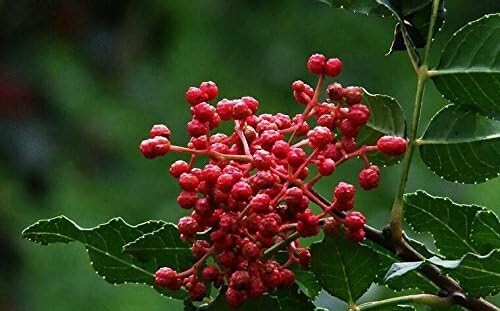 2023 Fresh Sichuan pepper seeds Zanthoxylum piperitum