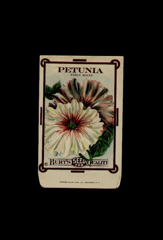 1910’s BURT’S PETUNIA – LITHO. ANTIQUE SEED PACKET ~L@@K~ K-506
