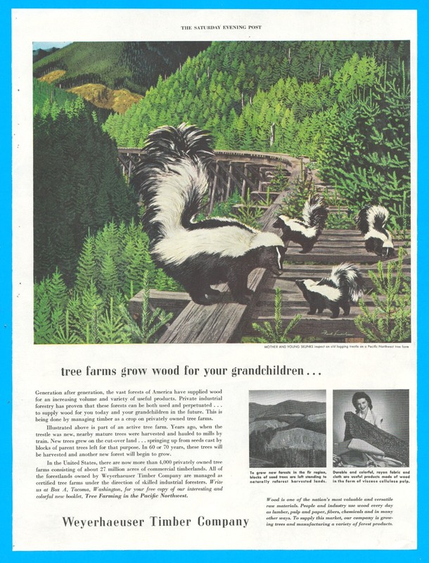 1953 Weyerhaeuser Timber Co logging trestle print ad skunks tree farm lumber