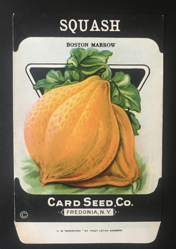 1920s Litho Antique Vintage Card Seed Co Packet Pack Squash Boston Marrow Mint