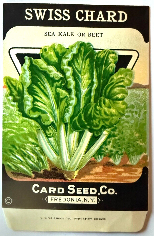 Vintage Seed Packet Swiss Chard New Old Stock Card Seed Company A3