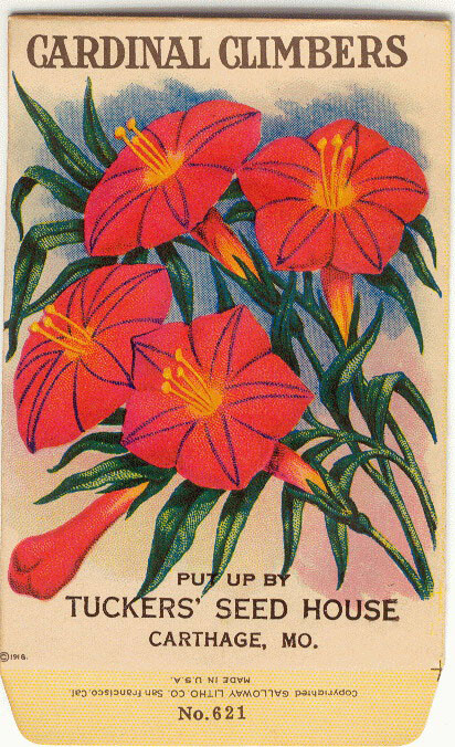 CARDINAL CLIMBERS Vintage Flower Seed Packet “NO SEEDS” 1918 Original Lithograph
