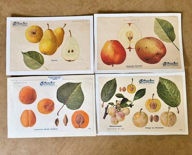 Vintage Antique Fruit Seed Catalog Prints – Set of 4