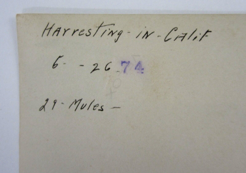 Antique Farm Tractor Thresher 29 Mule Team California Farming Photo 1926 gallery