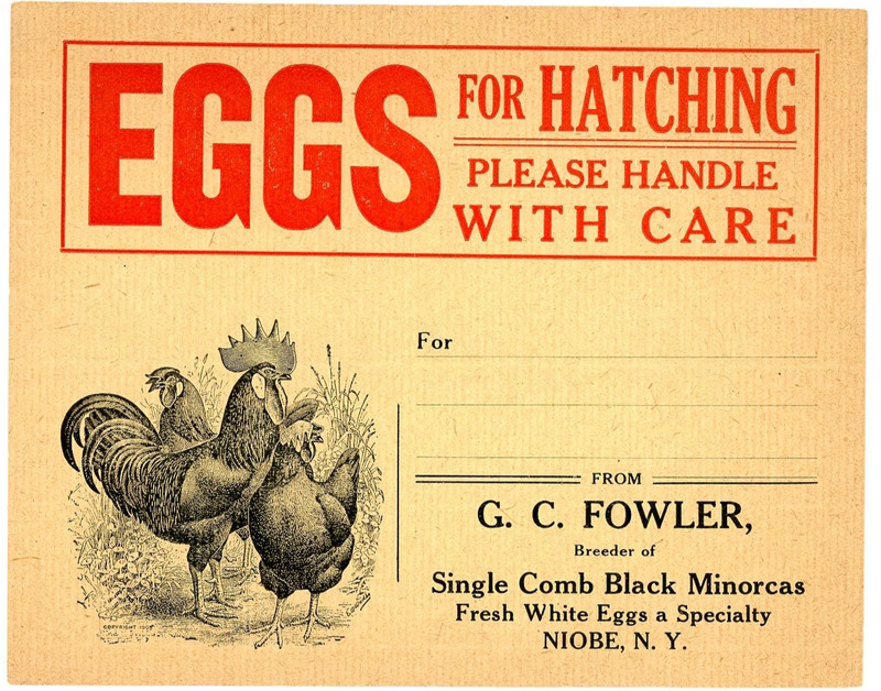 Single Comb Black Minorcas chickens G C Fowler Niobe Chautauqua NY Illus label