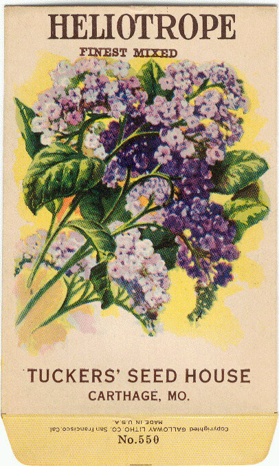 Vintage Flower Seed Packet “HELIOTROPE” “NO SEEDS” Original Lithograph