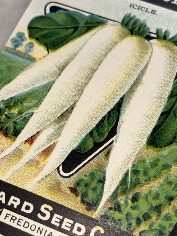 Vintage White Icicle Radish Seed Packet Card Seed Co Fredonia NY NOS gallery