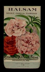 1910’s BALSAM DOUBLE LITHO SEED PACKET – EVERITT’S SEED, INDIANAPOLIS,IND