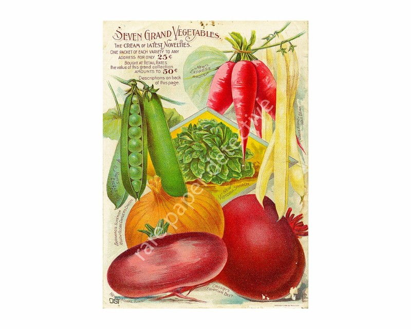 Garden Decor, Antique Seed Pack Style 5″ x 7″ Print, Gardening Gift REPRODUCTION