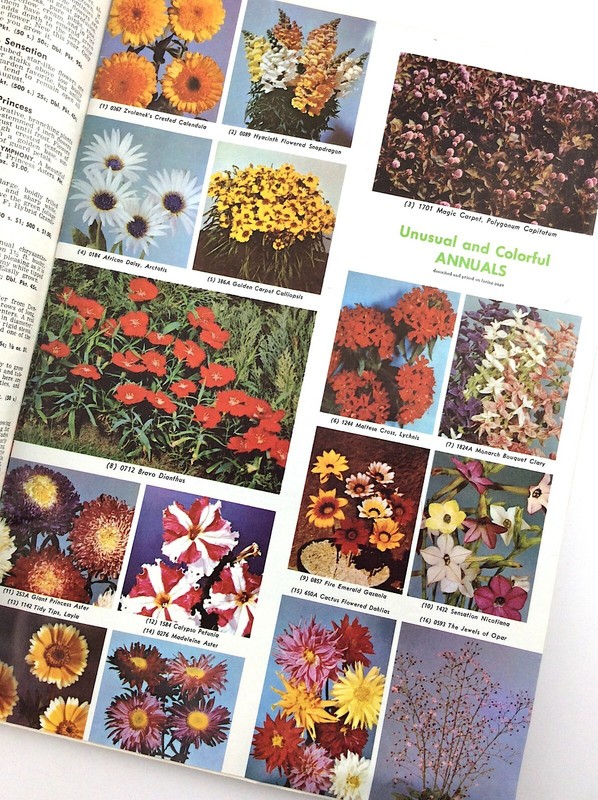 Parks Flower Book 1962 Greenwood South Carolina Garden Seed Catalog Q364 gallery