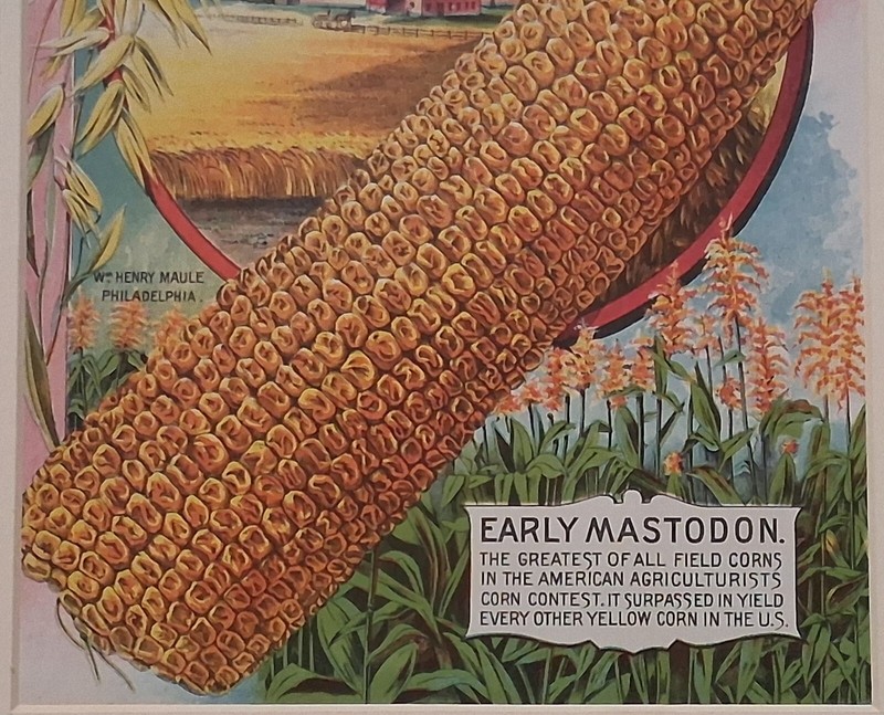 LACKAWANNA OATS & MASTODON CORN, 1890s Seed Catalog Chromolithograph, Framed gallery