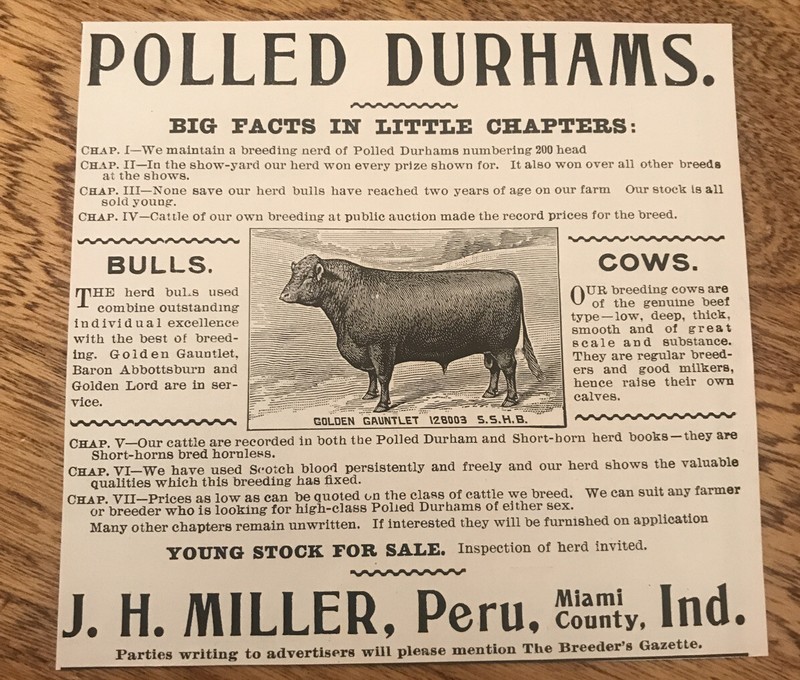 1903 J.H. Miller Cattle Cow Advertising – Peru – Indiana