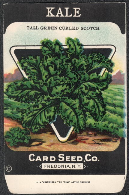 Vintage Seed Packet Lettuce Empty Fredonia NY 1920’s Vegetable Kale Scotch Green