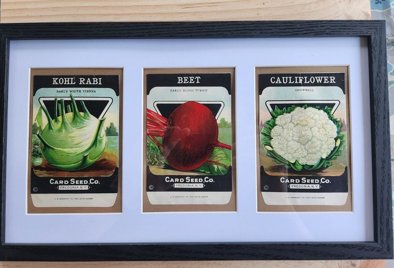 Framed 1920’s-30’s Vintage Seed Packets, Card Seed Co - Fredonia NY gallery