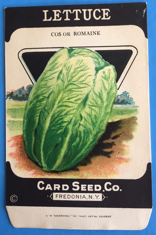 *Original* LETTUCE Cos or Romaine CARD SEED Packet Pack 1930’s Fredonia N.Y.
