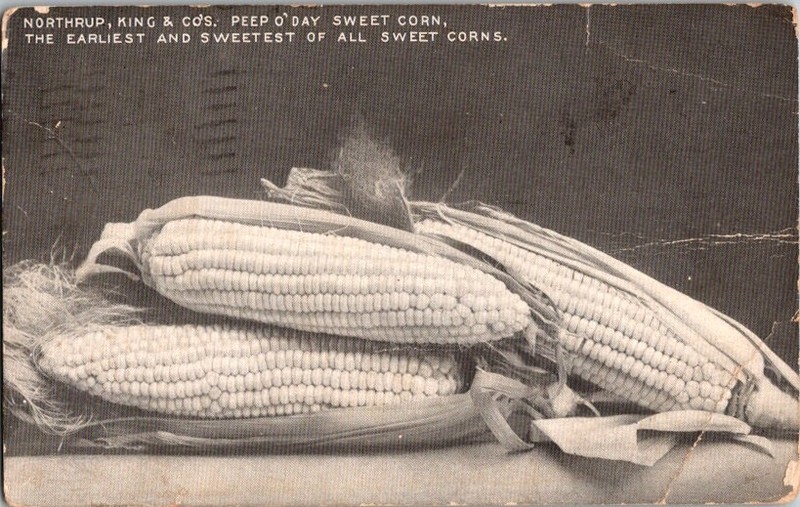 Postcard Northrup King & Co Peep O’ Day Sweet Corn Minneapolis MN A- 261