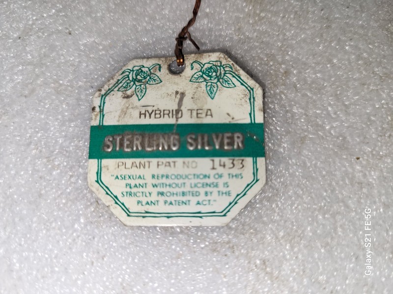 Vintage Jackson & Perkins Sterling Silver Hybrid Tea Metal Plant Tag #12